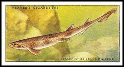 35PSF 4 Lesser Spotted Dog Fish.jpg